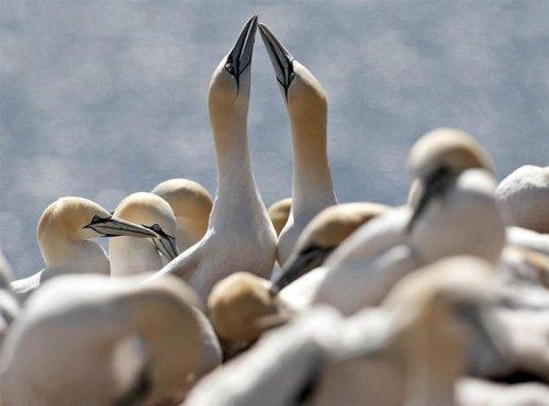 İlginç hayvan fotoğrafları