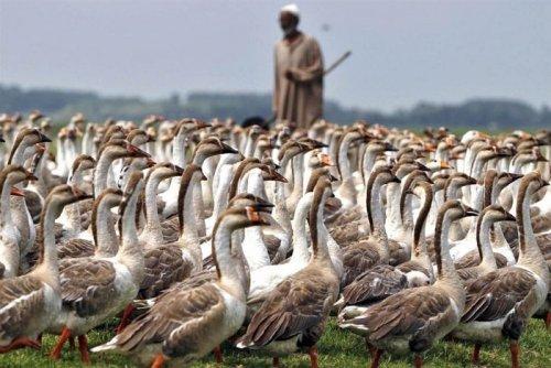 İlginç hayvan fotoğrafları