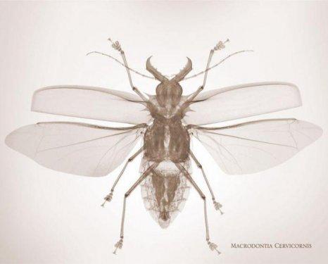 Fotoğrafçının bakış açısı