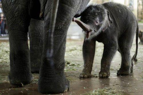 İlginç hayvan fotoğrafları