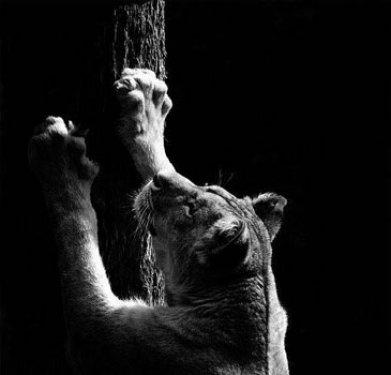 Hayvanların portreleri büyüledi