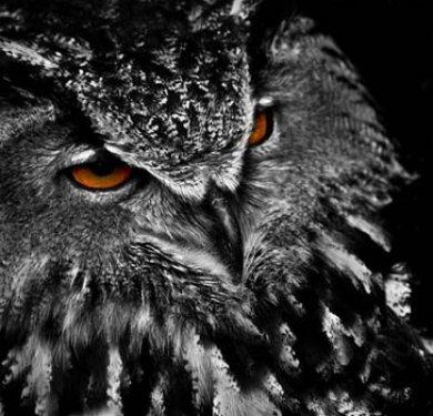 Hayvanların portreleri büyüledi