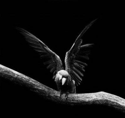 Hayvanların portreleri büyüledi