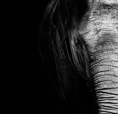 Hayvanların portreleri büyüledi