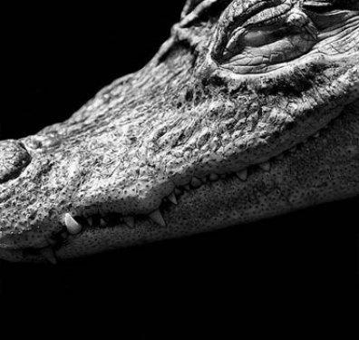 Hayvanların portreleri büyüledi