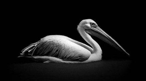 Hayvanların portreleri büyüledi