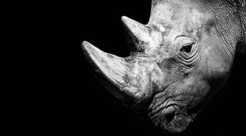 Hayvanların portreleri büyüledi