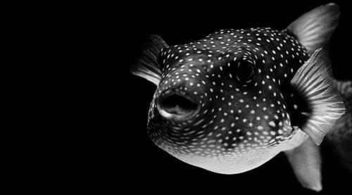 Hayvanların portreleri büyüledi