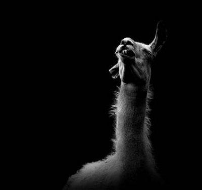 Hayvanların portreleri büyüledi