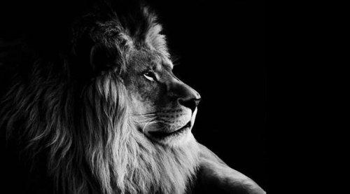 Hayvanların portreleri büyüledi