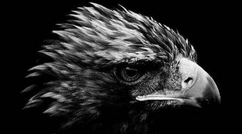 Hayvanların portreleri büyüledi