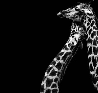 Hayvanların portreleri büyüledi