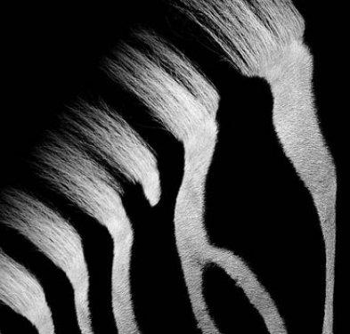 Hayvanların portreleri büyüledi