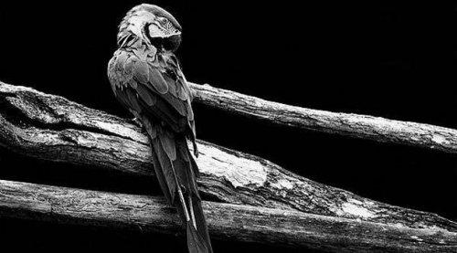 Hayvanların portreleri büyüledi