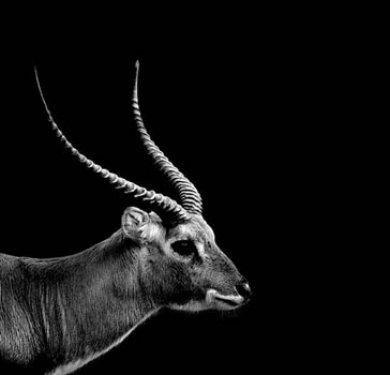 Hayvanların portreleri büyüledi