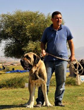 Anadolu'nun en iri köpeği: Aksaray Malaklısı