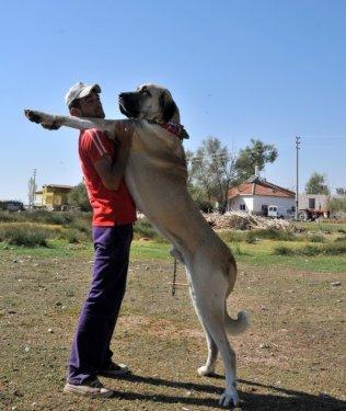Anadolu'nun en iri köpeği: Aksaray Malaklısı