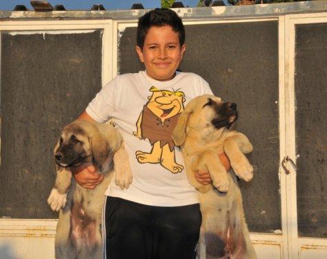 Anadolu'nun en iri köpeği: Aksaray Malaklısı