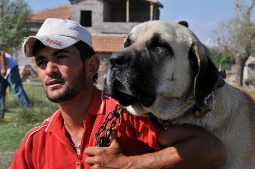 Anadolu'nun en iri köpeği: Aksaray Malaklısı