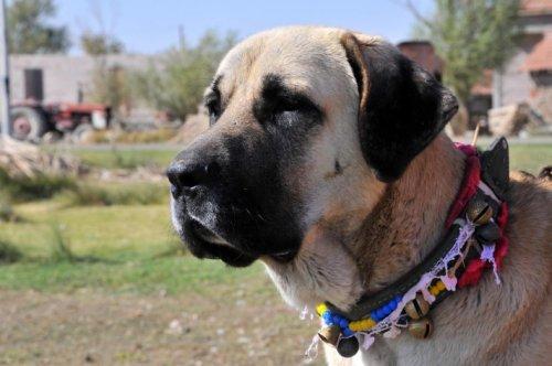 Anadolu'nun en iri köpeği: Aksaray Malaklısı