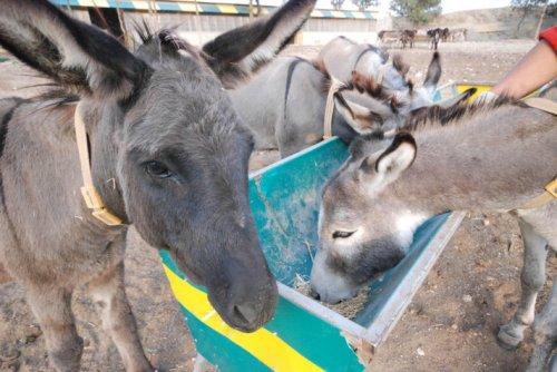 Kırklareli'nde eşek çiftliği
