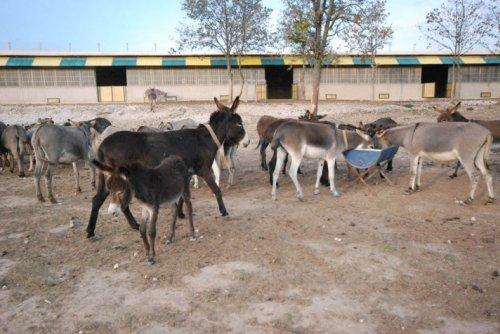 Kırklareli'nde eşek çiftliği