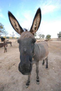 Kırklareli'nde eşek çiftliği