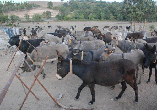 Kırklareli'nde eşek çiftliği