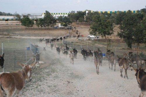 Kırklareli'nde eşek çiftliği