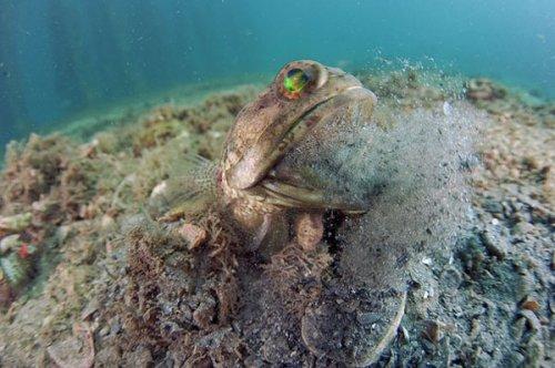 Yavruları ağzında büyüyor