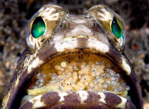 Yavruları ağzında büyüyor