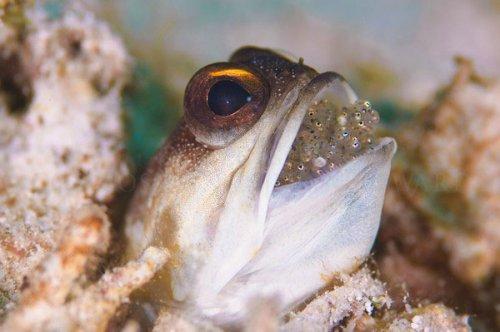 Yavruları ağzında büyüyor