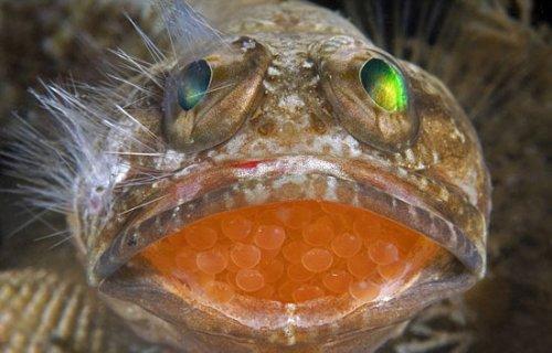 Yavruları ağzında büyüyor