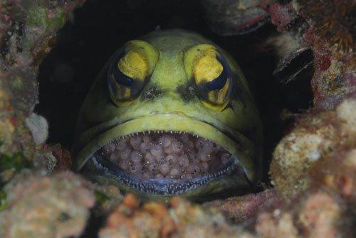 Yavruları ağzında büyüyor