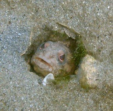 Yavruları ağzında büyüyor