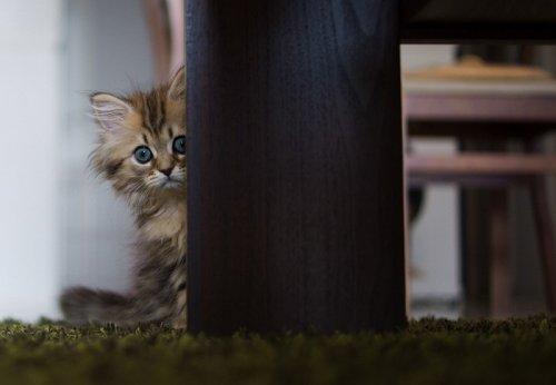 Dünyanın en sevimli yavru kedisi 