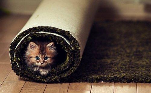 Dünyanın en sevimli yavru kedisi 