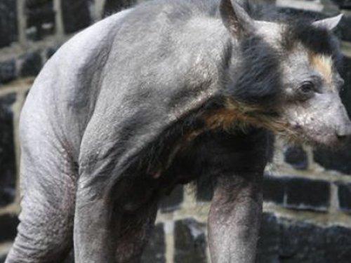 Çıplak ayı görenleri şaşırtıyor