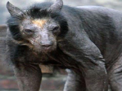 Çıplak ayı görenleri şaşırtıyor