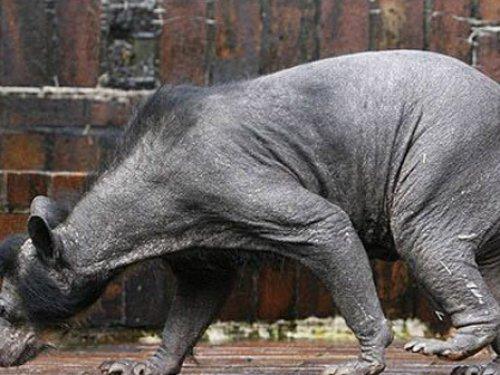 Çıplak ayı görenleri şaşırtıyor