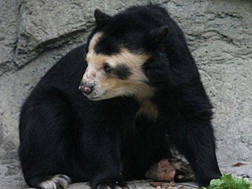 Çıplak ayı görenleri şaşırtıyor