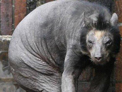 Çıplak ayı görenleri şaşırtıyor