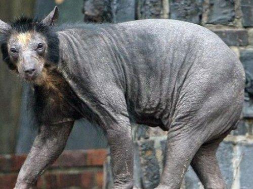 Çıplak ayı görenleri şaşırtıyor