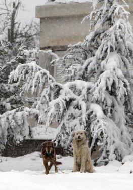 Avrupa'ya yılın ilk karı yağdı