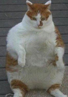 Dünyanın en kilolu hayvanları