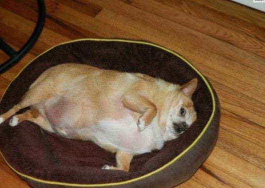 Dünyanın en kilolu hayvanları