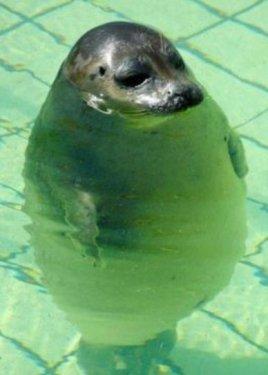 Dünyanın en kilolu hayvanları