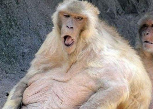 Dünyanın en kilolu hayvanları