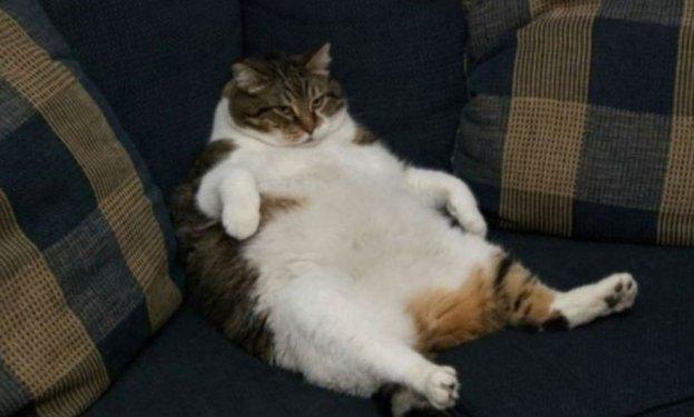 Dünyanın en kilolu hayvanları