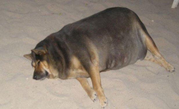 Dünyanın en kilolu hayvanları